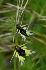 Libelloides coccajus, maschio e femmina