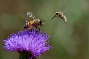 Ape mellifera e Bombylius minor