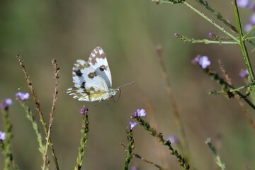 Farfalla in volo tra i fiori