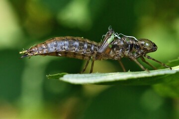 Exuvia di Aeshna cyanea