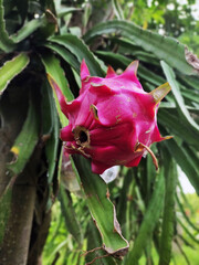 Close-up view of the fruit of pitaya plant (Hylocereus polyrhizus) at the low angle.