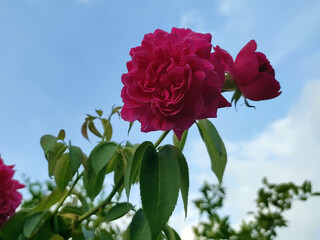 A camellia plant with pink flowers is blooming and photographed at low angel.