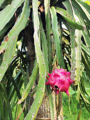 Close-up view of the fruit and stem of the red dragon fruit plant (Hylocereus polyrhizus) or pitaya plant.