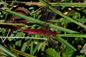 Crocothemis erythraea, libellula rossa