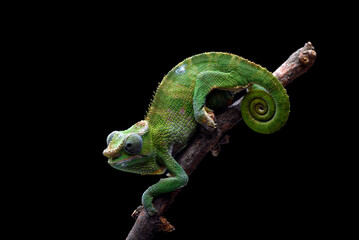 Female fischer chameleon on a black background - obrazy, fototapety, plakaty