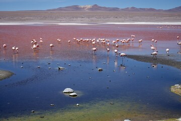 Beautiful Pink Flamingoes on the spectacular pink Laguna Colorada, Bolivia. © Andy