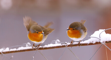 Dynamics of movements of small robins on a wire fence...