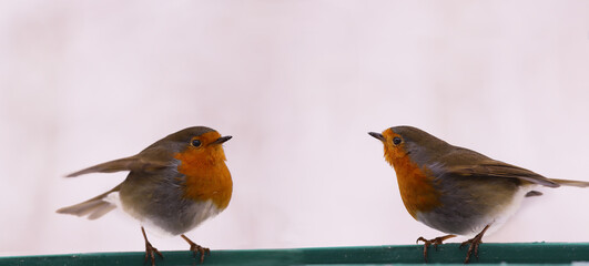 Two robins stand opposite each other in winter against a background of snow.. 