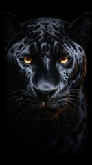 Naklejka na ściany i meble A close up of a black tiger with yellow eyes