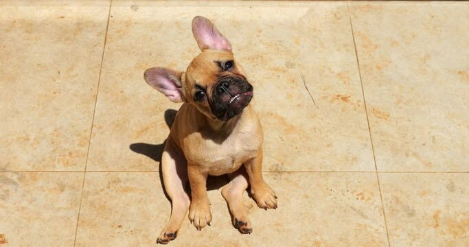 The amusing Frenchie puppy attentively tilts its head to right and left multiple times, then lets out single bark. A funny portrait of 6-month-old female dog sitting and looking directly at camera.