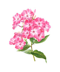 Fototapeta na wymiar Watercolor illustration of a branch of white-pink phlox in botanical style. Gardening flower on a white background. Drawing for postcards, stickers, scrapbooking, posters, prints.