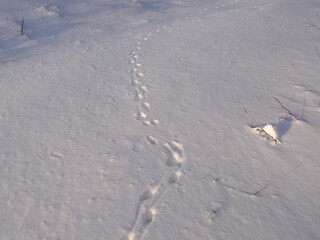 Animal tracks in pristine snow winter image