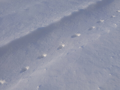 Animal tracks in pristine snow winter image