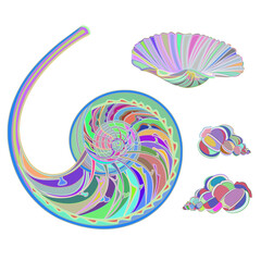 Collection multicolored marine life  seashells white background    vector illustration editable hand draw