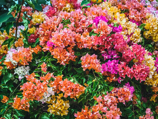 Obraz premium Colorful of Bougainvillea spectabilis (great bougainvillea) flowers. The beautiful multicolored of bougainvillea flowers planted in the garden. Nature background. Bougainvillea flower, Paper flower.
