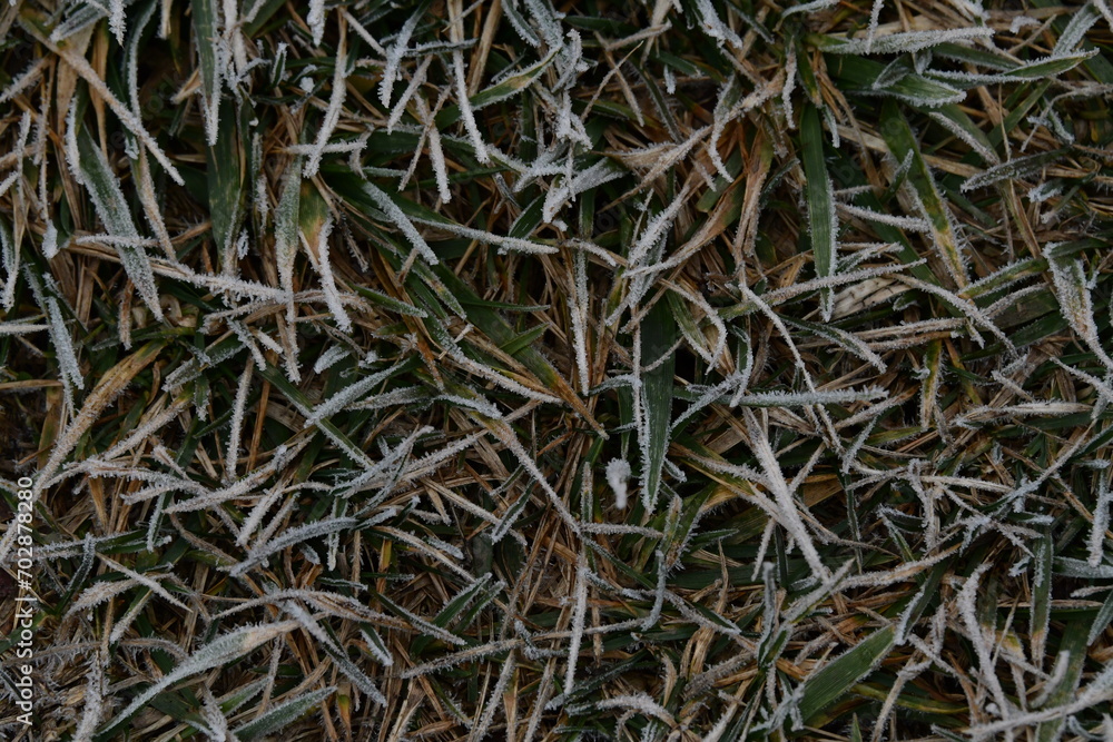 Poster frost on grass