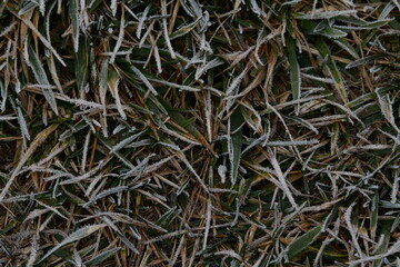 Frost on Grass