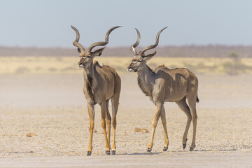 Kudu animals standing side by side in Central Kalahari Game Reserve, Botswana