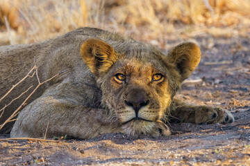 a close up of a lion cub lying on the ground, Central Kalahari Game Reserve, Piper Pan