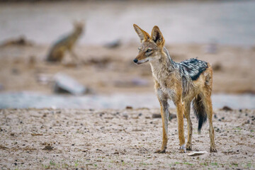 Naklejka premium a black backed Jackal stands on the desert land, Central Kalahari Game Reserve