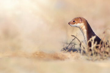 A cute but predatory mammal. Least Weasel (Mustela nivalis). Yellow nature background. 