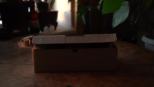 Gray rat in the box on a wooden table.