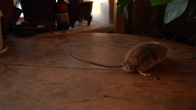 Gray rat in the interior on a wooden table.
