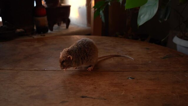Gray rat  on a wooden table.