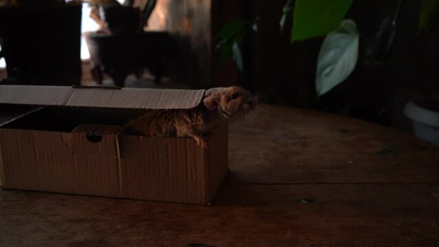 Gray rat in the box on a wooden table.	