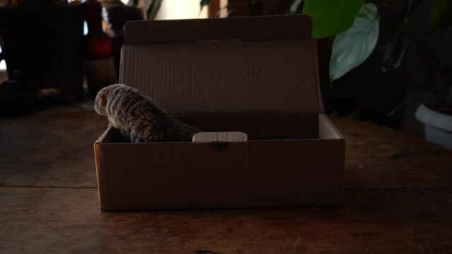 Gray rat in the box on a wooden table.