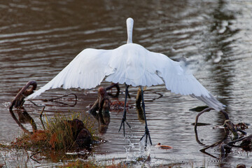 A Great Egret preparing for takeoff..  They're tall, long-legged wading birds with long, S-curved necks and long, dagger-like bills.  Their feathers are all white, bills are yellowish-orange. - obrazy, fototapety, plakaty