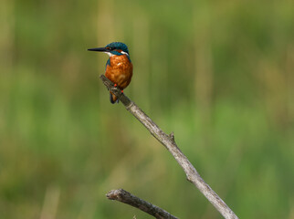 male kingfisher sits on the top of a branch