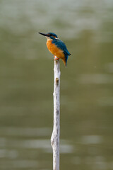 male kingfisher sits on the top of a branch