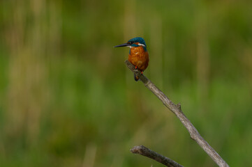 male kingfisher sits on the top of a branch