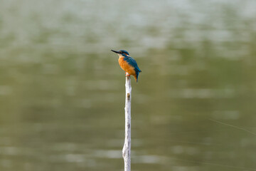 male kingfisher sits on the top of a branch