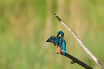 preening kingfisher on a branch