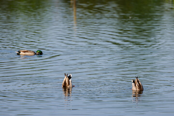 diving ducks