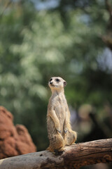 single meerkat on guard