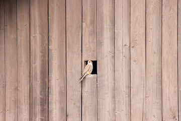 kestrel at the entrance to his nest in a barn