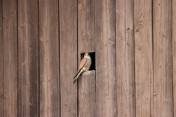 kestrel at the entrance to his nest in a barn
