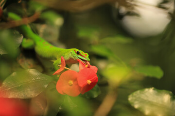 green gecko licks at a red flower