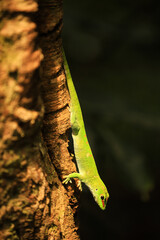 green madagascar gecko