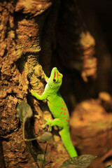 Naklejka na ściany i meble bright green tropical lizard