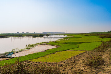 rice field on the shore of a reservoir, Bangladesh.