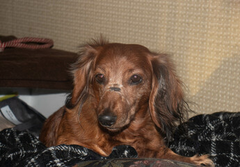 Adorable domestic dachshund lying in bed,