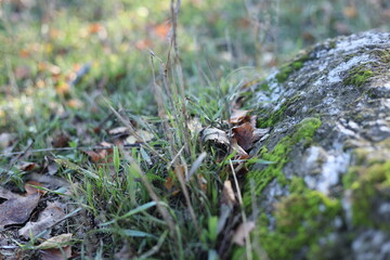 squirrel in the forest