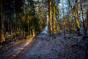 Winter in forest in Scania, south Sweden