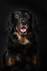 Hovawart dog on black background