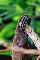 Closeup detail of the claws of a three-toed sloth, Bradypus, against green foliage background.