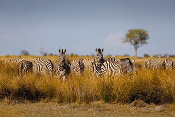 zebras in the savannah